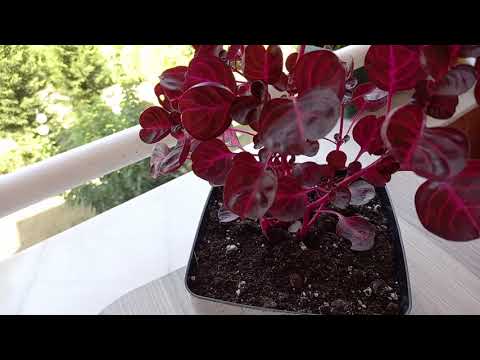 Видео: Намар цээнэ цэцгийг арчилж, өвөлдөө бэлдэж байна (15 зураг): 2 -р сард худалдаж авсан цэцэгээ хавар хүртэл гэртээ хэрхэн хадгалах вэ? Тэднийг хэрхэн тайрч, өвөлжүүлэхэд бэлтгэх вэ?