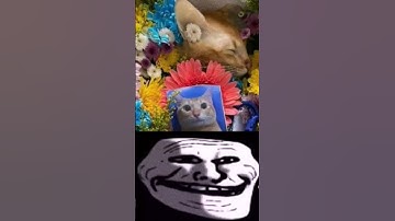 Thumbnail of R.I.P el gato #capcut #fyp
