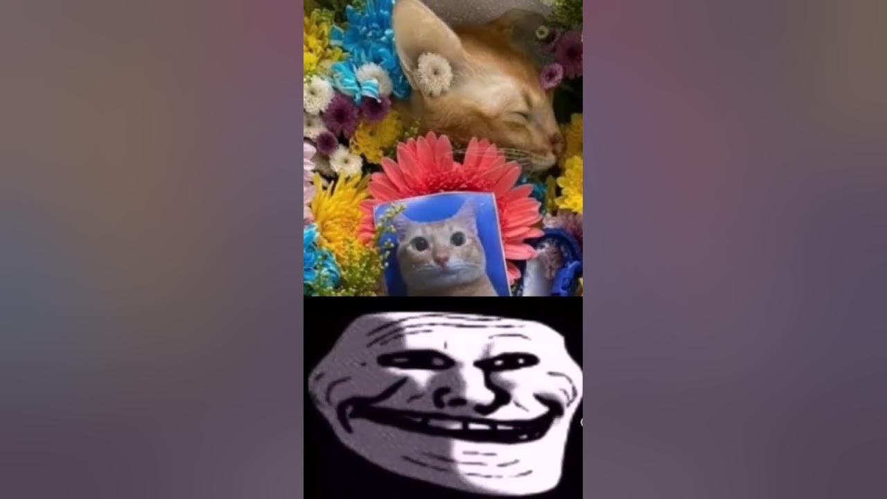 R.I.P el gato #capcut #fyp R.I.P el gato #capcut #fyp