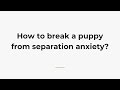 How to break a puppy from separation anxiety?