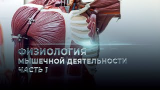 картинка: Физиология мышечной деятельности. Часть 1