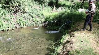 Feeding Trout in Quetzal Valley Costa Rica