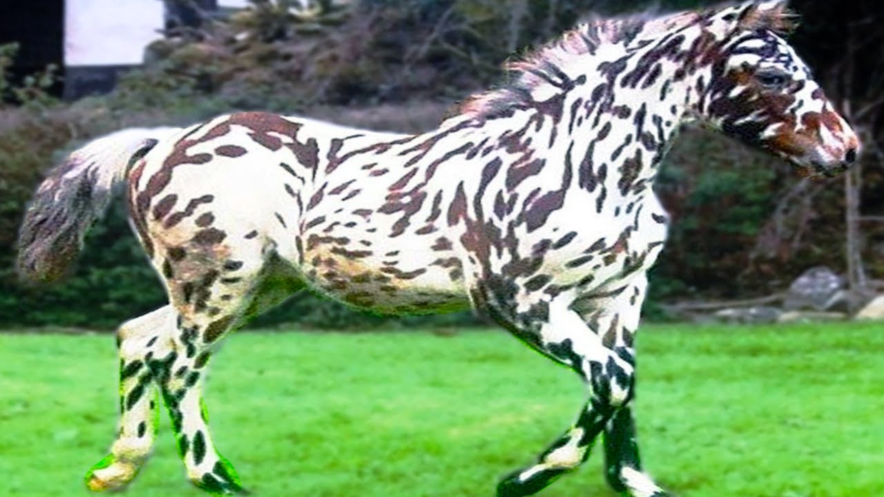 This Is What a Horse and Zebra Cross Breed Into