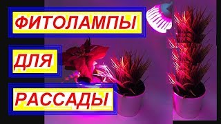 Фитолампа для рассады помидор. Посадка рассады. Домашняя рассада. Огурцы в теплице.