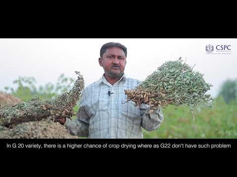 A High Yielding Variety of Ground Nut - video from Cspc