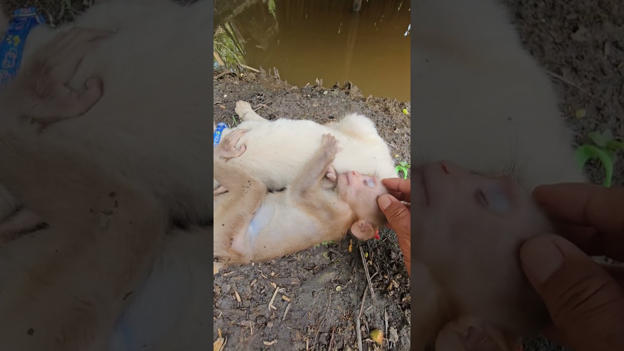 Baby monkeys and puppies sleep by the pond