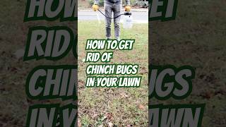 Stop Chinch Bugs Before It’s Too Late!