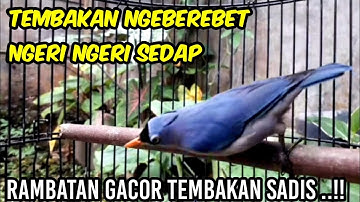 RAMBATAN GACOR TEMBAKAN SADIS