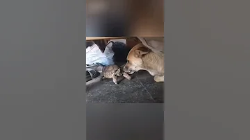 Шок! Черепаха нападает на собаку
