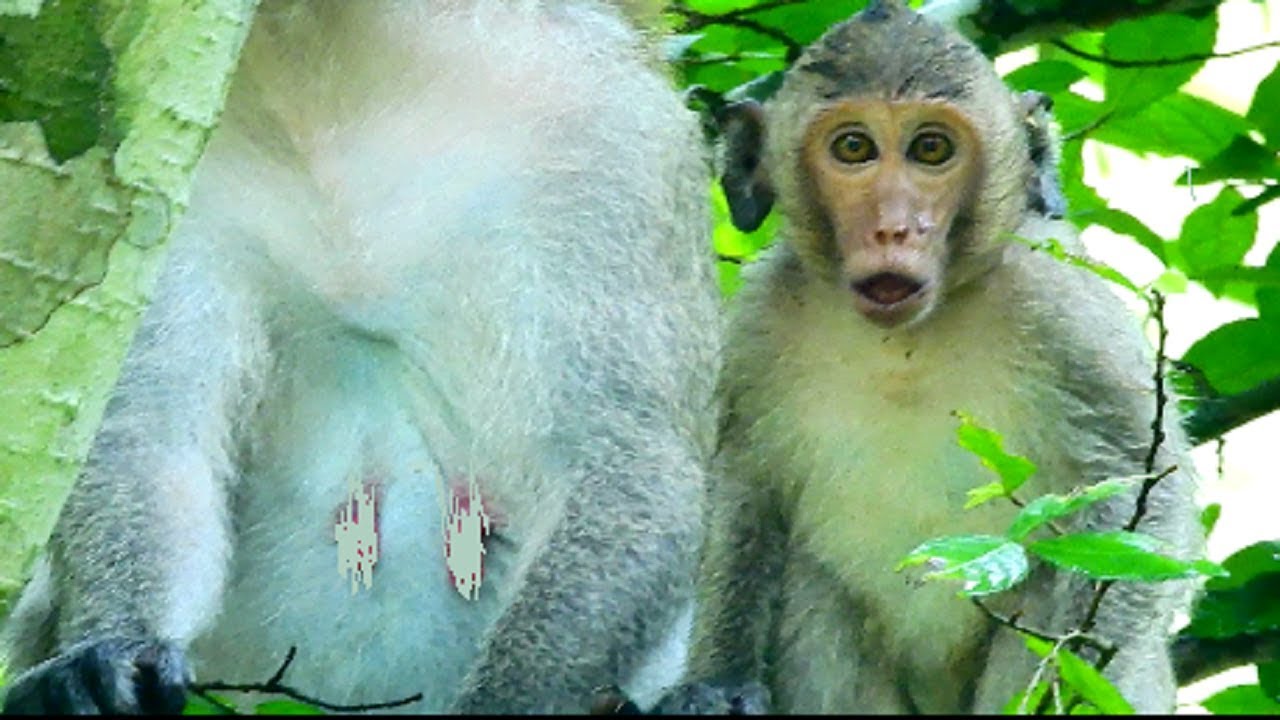 So sadness Janet !!! Baby feel cool and hungry after big raining,Poor baby 1205