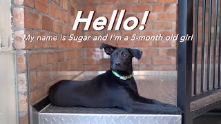Meet SUGAR | In Store Puppy Adoption Station | Whiskers N Paws