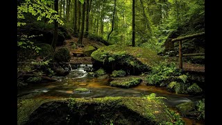 Relaxing Music Nature Sounds  موسيقى للتوازن النفسي والسلام الداخلي