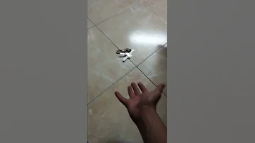 فضيحة الراقصة دينا الحق قبل الحذف 