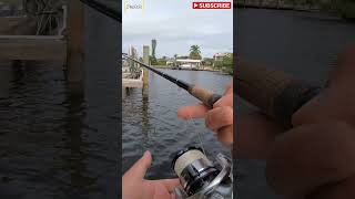 How To Fish Florida Canals with SHRIMP! Part 2 #fishing #canal #florida #howto #shrimp