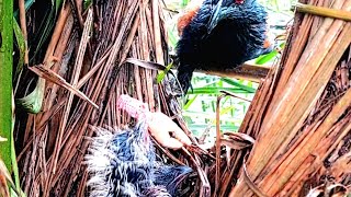 induk burung bubut kehilangan satu anak nya