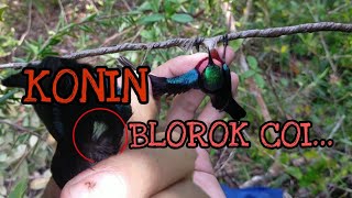 Mikat Konin Blorok Hutan / Konin Sayap Putih