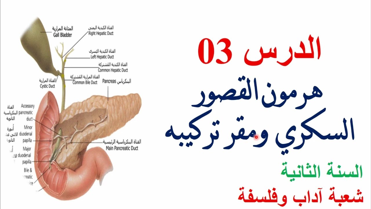 الدرس 03 | هرمون القصور السكري ومقر تركيبه للسنة الثانية ادب وفلسفة