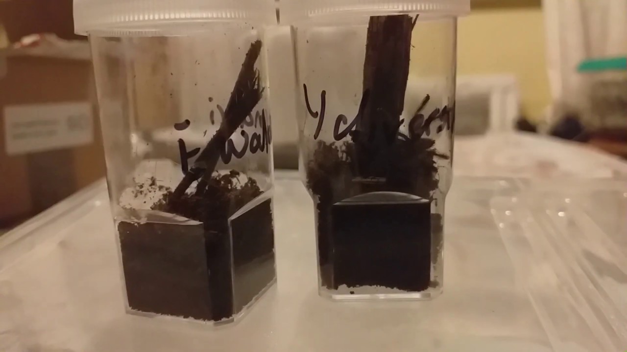 Unboxing my 3rd order from So many legs