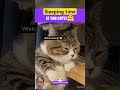 Sleeping time #pets #animallife #greenscreen #funny #smilesmile #funnyvideo #cat #animals