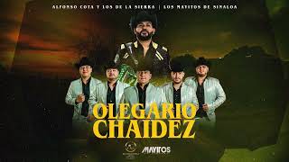 Alfonso Cota Y Los De La Sierra ft Los Mayitos De Sinaloa - Olegario Chaidez 2023 en vivo