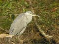 Digiscoping with Kowa TSN-824M and Nikon COOLPIX 8400