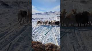 Dogsledding Greenland on the Arctic Circle Trail! #greenland #dogsledding #travel