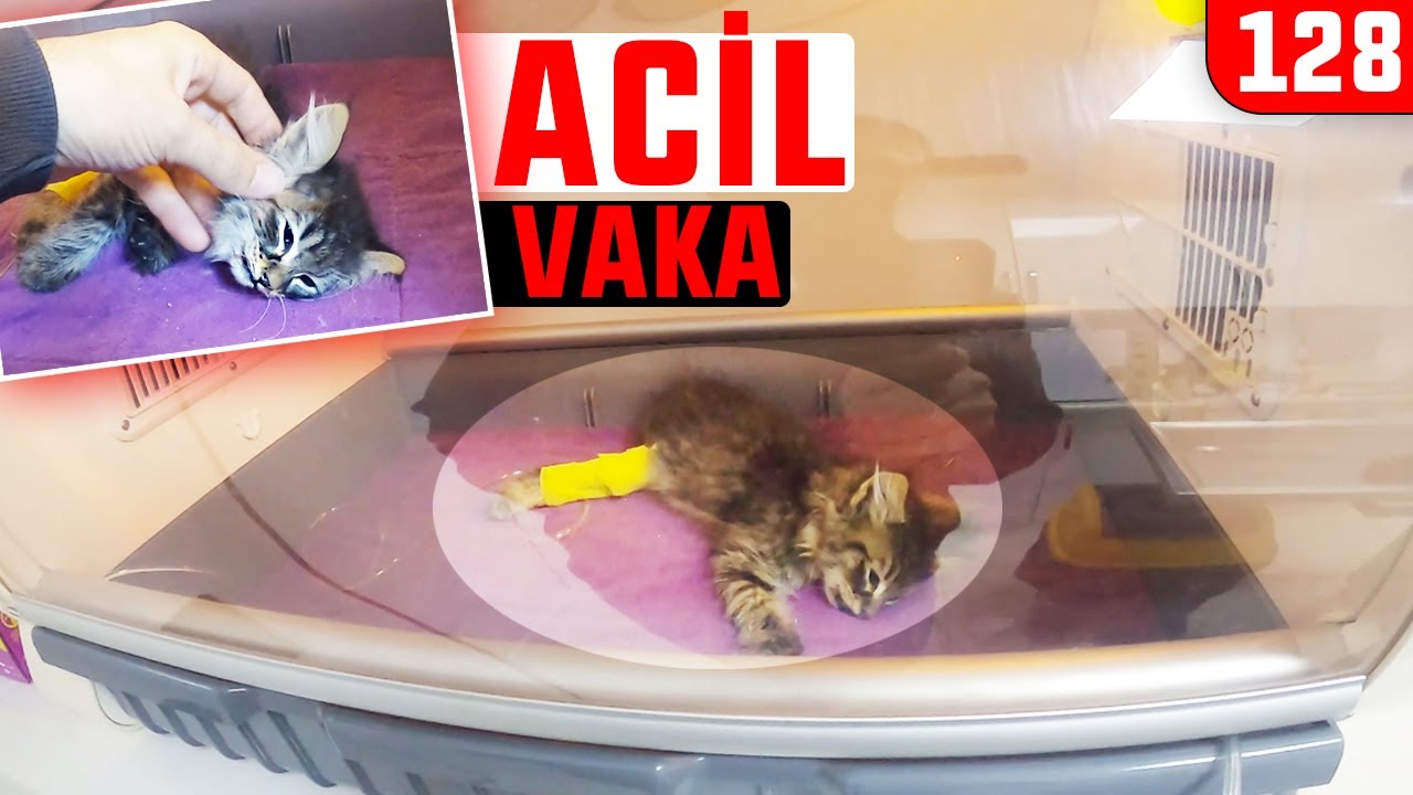 Kulagi Uyuz Dolu Yavru Scottish Kedi Hem De 1 Aylik Kulak Kiri Degil Asfalt Sanki Dobida 129 Youtube