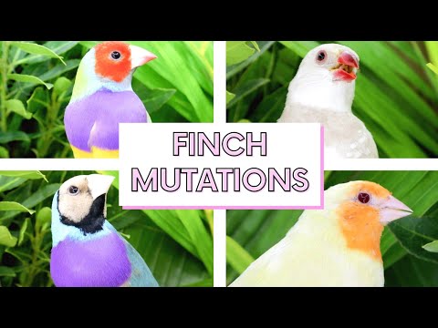 The Worlds Most COLORFUL BIRDS FINCH MUTATIONS