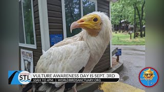 Dynasty the Egyptian Vulture flies into Studio STL