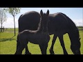 1 till 6 days old filly. She is getting strong. Friesian horse Jacobien.