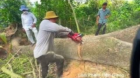 Toàn cảnh A Tin đến Tiền Giang leo Cưa 2 cây Me Tây khủng