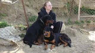 CY  Rottweiler'ı 57 Oğlağı Öldüren Köpektapar Kadın