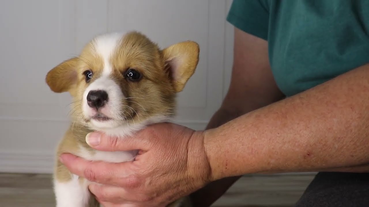 Yellow Girl - AKC Pembroke Welsh Corgi puppy born 12/5/25 in Little Rock, Arkansas.