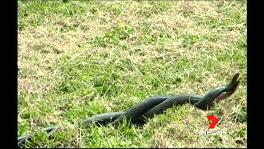 digital marketing 2011-09-15 - Seven News 7