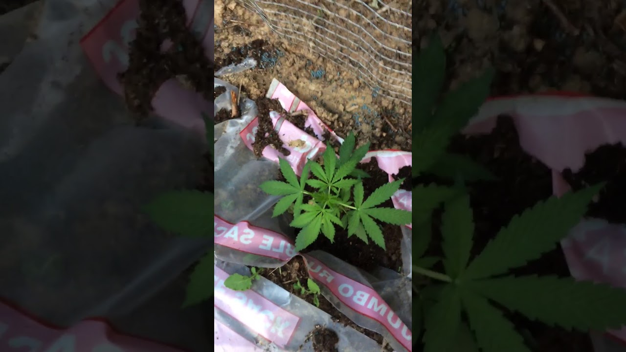 Outdoor guerrilla grow 2017 video 8
