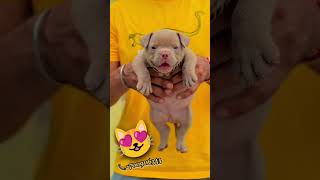 Thailand Importblood Real Micro American Bully Female -7009116343