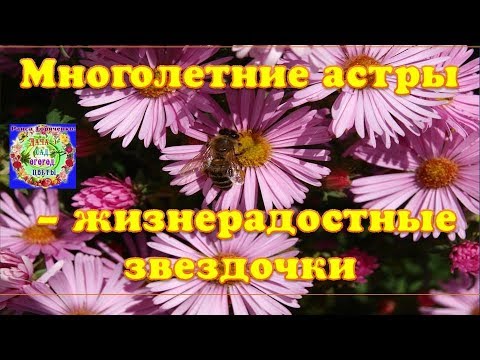 Многолетние астры - жизнерадостные звездочки