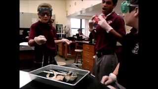 Frog Dissection part 1