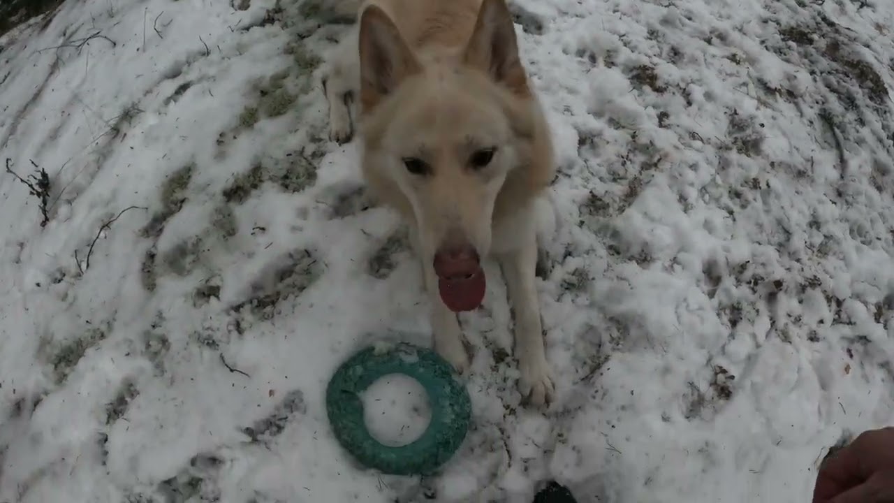 @Juhamonitoimimies Ragnarin ja freijankaa metsään treenaamaan