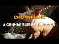 СМС - финанс | Чижикова ждёт свинью