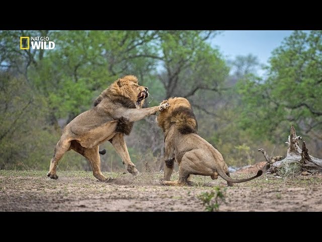 African Lions 