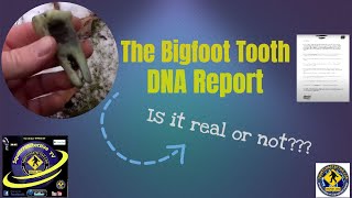 👉 Bigfoot Tooth found in Salt Fork State Park, Ohio