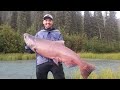 GIANT ALASKAN KING SALMON