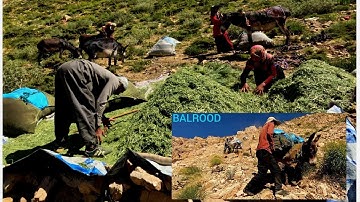 Nomadic life: gathering fodder for sheep and difficult roads