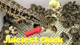 Tegu picks the juiciest quail chicks straight from an incubator - Part 1