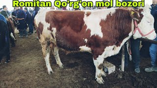 Romitan Qo'rg'on mol bozori buqalar narxlari 15-fevral, 2024