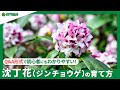 ☘157：沈丁花（ジンチョウゲ）の育て方｜苗の植えつけや水やりと肥料の与え方、剪定作業もご紹介 【PlantiaQ&A】植物の情報、育て方をQ&A形式でご紹介
