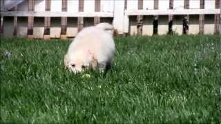 Golden Meadows Retrievers | Puppy easter egg hunt