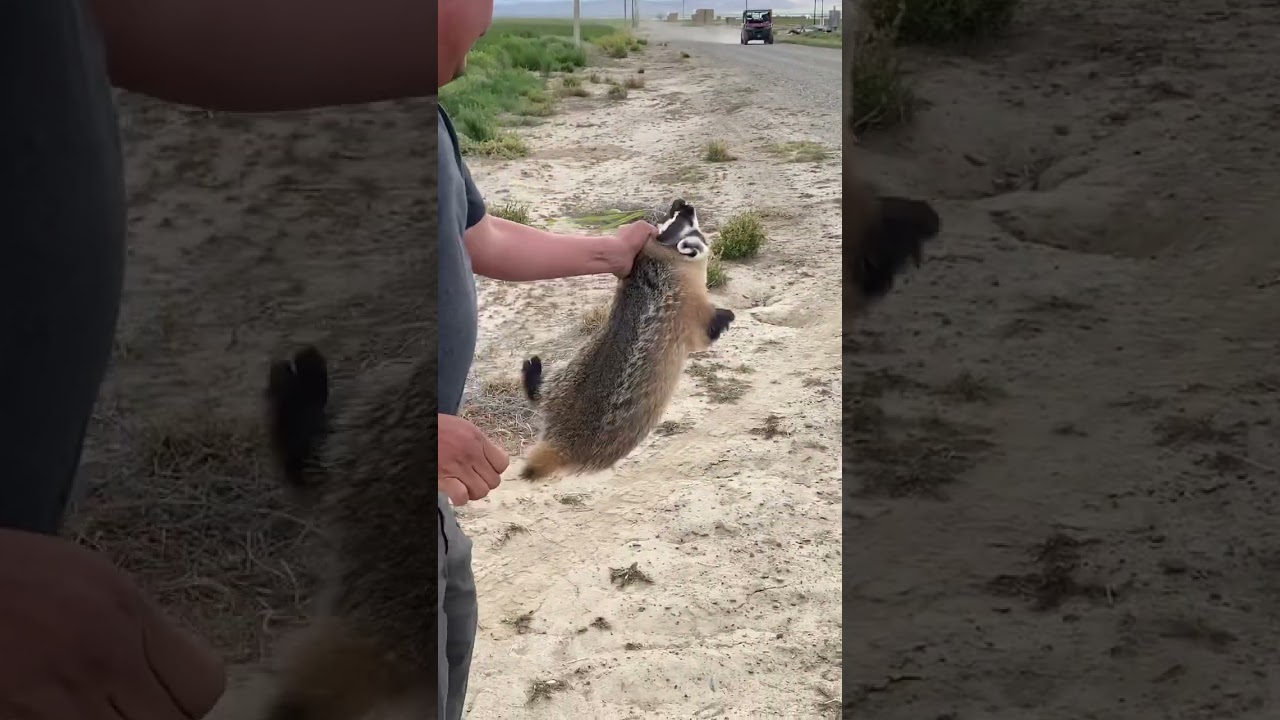 Casi me muerde TEJÓN vivo atrapado!