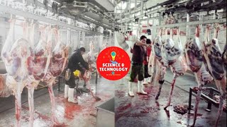 Amazing Ostrich Farm Around The World-Ostrich Slaughterhouse-Ostrich Products Factory Processing